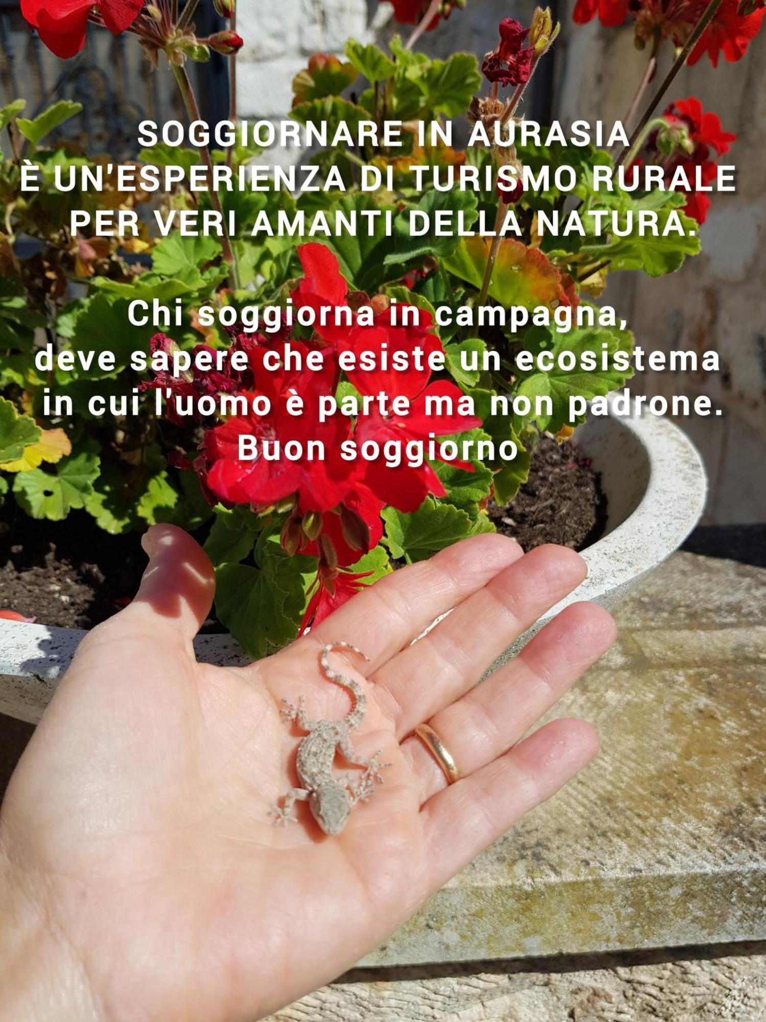 Trulli Aurasia أوستوني المظهر الخارجي الصورة