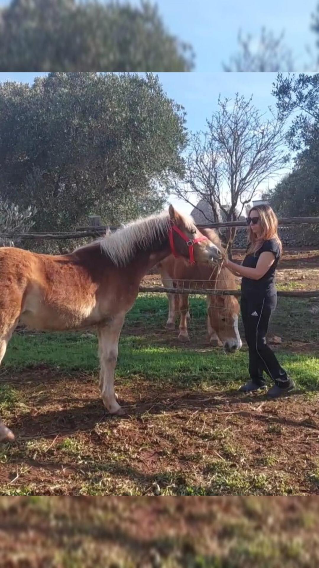 Trulli Aurasia أوستوني المظهر الخارجي الصورة