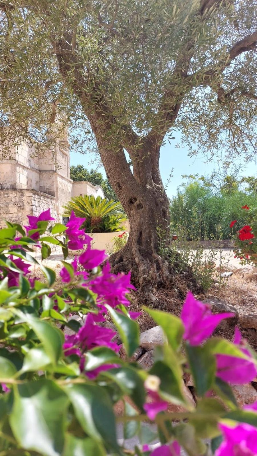 Trulli Aurasia أوستوني المظهر الخارجي الصورة