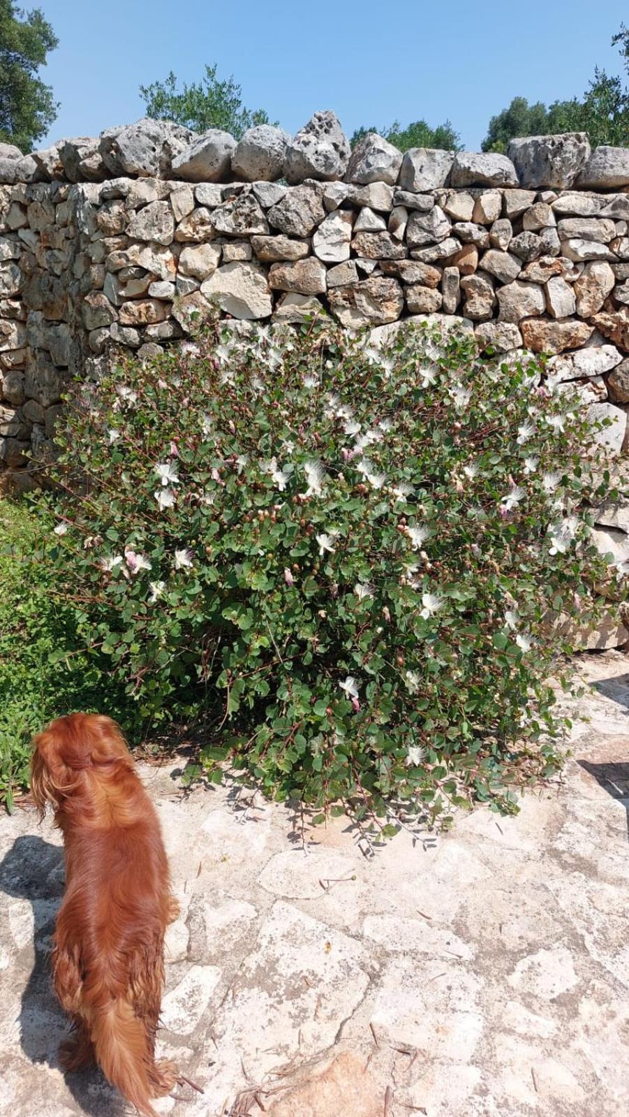 Trulli Aurasia أوستوني المظهر الخارجي الصورة