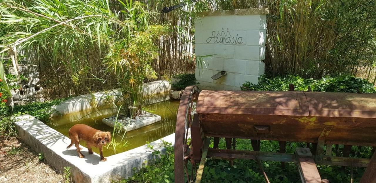 Trulli Aurasia أوستوني المظهر الخارجي الصورة